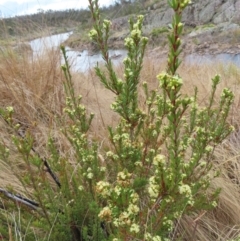 Micrantheum hexandrum (Box Micrantheum) at Bombay, NSW - 21 Sep 2023 by MatthewFrawley