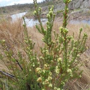 Micrantheum hexandrum at Bombay, NSW - 21 Sep 2023