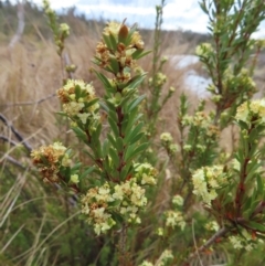 Micrantheum hexandrum at Bombay, NSW - 21 Sep 2023