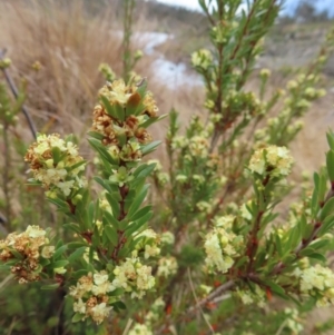 Micrantheum hexandrum at Bombay, NSW - 21 Sep 2023