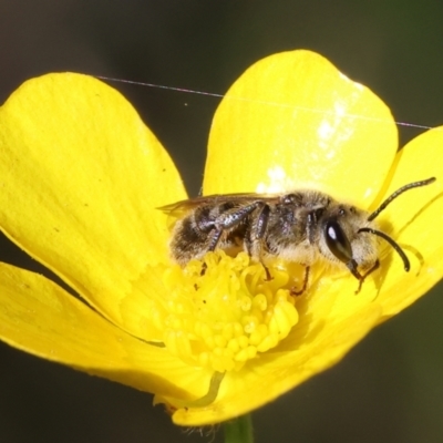 Unidentified Bee (Hymenoptera, Apiformes) at Wodonga, VIC - 6 Sep 2023 by KylieWaldon