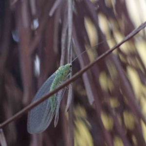 Chrysopidae (family) at Turner, ACT - 18 Sep 2023
