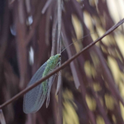 Chrysopidae (family) (Unidentified Green lacewing) at Sullivans Creek, Turner - 18 Sep 2023 by ConBoekel