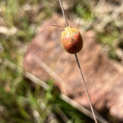 Paropsis obsoleta (Leaf beetle) at Hall, ACT - 16 Sep 2023 by Rosie