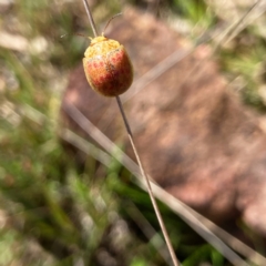 Paropsis obsoleta at Hall, ACT - 16 Sep 2023