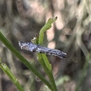 Epermenia exilis at Ainslie, ACT - 16 Sep 2023