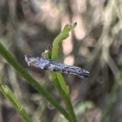 Epermenia exilis (Shark Moth (family Epermeniidae)) at Mount Ainslie - 16 Sep 2023 by Pirom