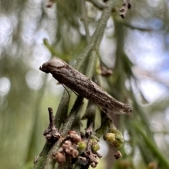 Gnathifera eurybias (A Fringe-tufted Moth) at Ainslie, ACT - 21 Sep 2023 by Pirom