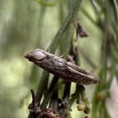 Gnathifera eurybias at Ainslie, ACT - 21 Sep 2023 12:26 PM