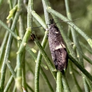 Leistomorpha brontoscopa at Ainslie, ACT - 21 Sep 2023