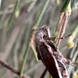 Leistomorpha brontoscopa at Ainslie, ACT - 21 Sep 2023 12:45 PM