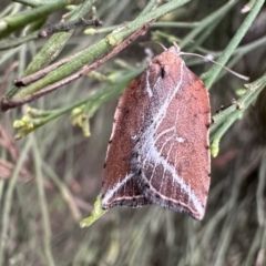 Arachnographa micrastrella (A Concealer moth (Wingia group)) at Ainslie, ACT - 21 Sep 2023 by Pirom