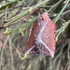 Arachnographa micrastrella (A concealer moth) at Ainslie, ACT - 21 Sep 2023 by Pirom