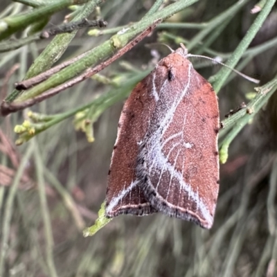 Arachnographa micrastrella (A concealer moth) at Mount Ainslie - 21 Sep 2023 by Pirom