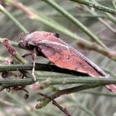 Arachnographa micrastrella at Ainslie, ACT - 21 Sep 2023