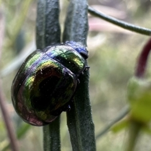 Callidemum hypochalceum at Ainslie, ACT - 21 Sep 2023 12:23 PM