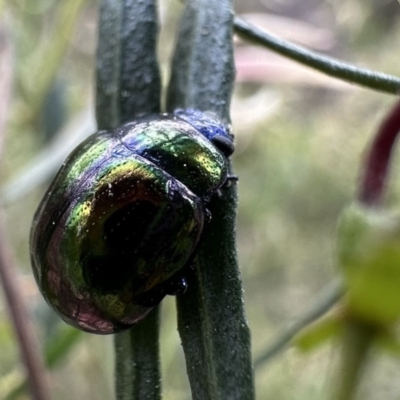 Callidemum hypochalceum (Hop-bush leaf beetle) at Ainslie, ACT - 21 Sep 2023 by Pirom