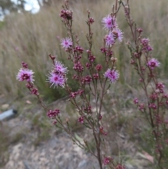 Kunzea parvifolia at Bombay, NSW - 21 Sep 2023