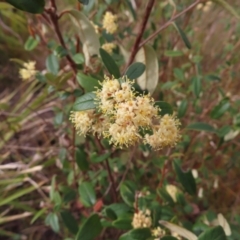 Pomaderris andromedifolia subsp. andromedifolia (Andromeda Pomaderris) at Bombay, NSW - 21 Sep 2023 by MatthewFrawley