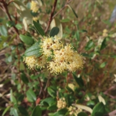 Pomaderris andromedifolia subsp. andromedifolia at Bombay, NSW - 21 Sep 2023 03:31 PM