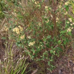 Pomaderris andromedifolia subsp. andromedifolia at Bombay, NSW - 21 Sep 2023 03:31 PM