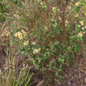 Pomaderris andromedifolia subsp. andromedifolia at Bombay, NSW - 21 Sep 2023