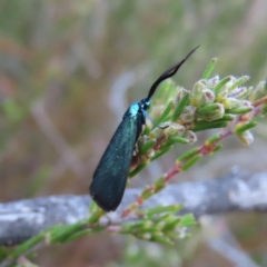 Pollanisus (genus) (A Forester Moth) at QPRC LGA - 21 Sep 2023 by MatthewFrawley