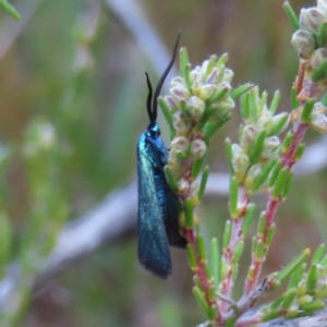 Pollanisus (genus) at Bombay, NSW - 21 Sep 2023