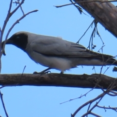 Coracina novaehollandiae (Black-faced Cuckooshrike) at QPRC LGA - 21 Sep 2023 by MatthewFrawley