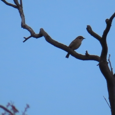 Melithreptus brevirostris (Brown-headed Honeyeater) at QPRC LGA - 21 Sep 2023 by MatthewFrawley