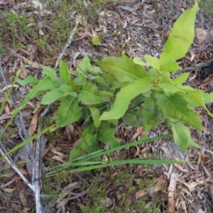 Lomatia ilicifolia at Bombay, NSW - 21 Sep 2023