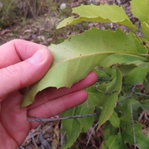 Lomatia ilicifolia at Bombay, NSW - 21 Sep 2023