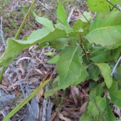 Lomatia ilicifolia at Bombay, NSW - 21 Sep 2023