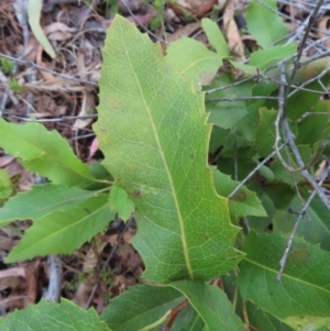 Lomatia ilicifolia at Bombay, NSW - 21 Sep 2023