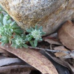 Poranthera microphylla (Small Poranthera) at Bombay, NSW - 21 Sep 2023 by MatthewFrawley