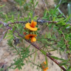 Pultenaea subspicata (Low Bush-pea) at Bombay, NSW - 21 Sep 2023 by MatthewFrawley