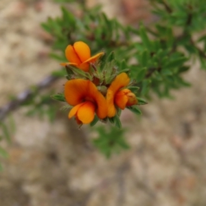 Pultenaea subspicata at Bombay, NSW - 21 Sep 2023