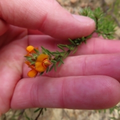 Pultenaea subspicata at Bombay, NSW - 21 Sep 2023