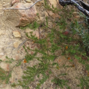 Pultenaea subspicata at Bombay, NSW - 21 Sep 2023