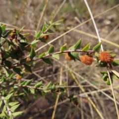 Acacia gunnii (Ploughshare Wattle) at Bombay, NSW - 21 Sep 2023 by MatthewFrawley