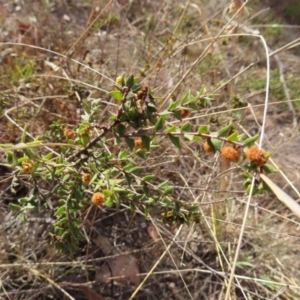 Acacia gunnii at Bombay, NSW - 21 Sep 2023