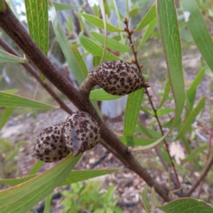 Hakea dactyloides at Bombay, NSW - 21 Sep 2023