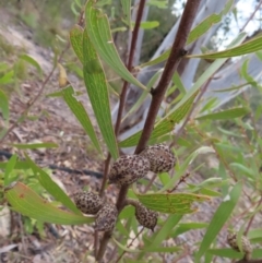 Hakea dactyloides at Bombay, NSW - 21 Sep 2023