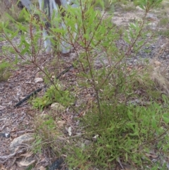 Hakea dactyloides at Bombay, NSW - 21 Sep 2023