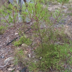 Hakea dactyloides at Bombay, NSW - 21 Sep 2023 03:47 PM