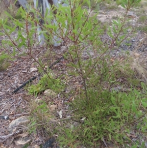 Hakea dactyloides at Bombay, NSW - 21 Sep 2023