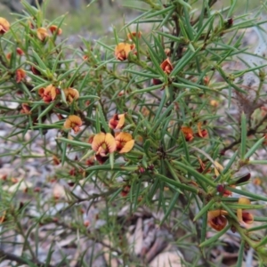 Daviesia acicularis at Bombay, NSW - 21 Sep 2023