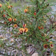 Daviesia acicularis (Sandplain Bitterpea) at Bombay, NSW - 21 Sep 2023 by MatthewFrawley