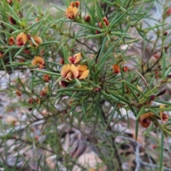 Daviesia acicularis at Bombay, NSW - 21 Sep 2023
