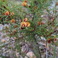 Daviesia acicularis at Bombay, NSW - 21 Sep 2023 03:50 PM